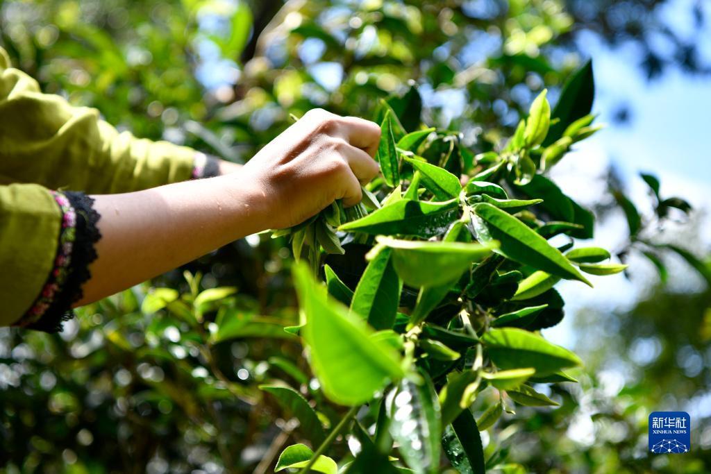 永利菠菜充值